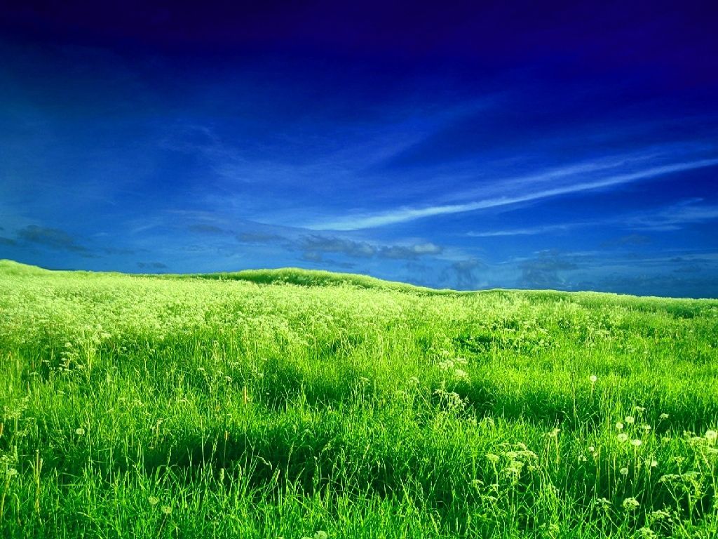 High Resolution Grass Field , HD Wallpaper & Backgrounds