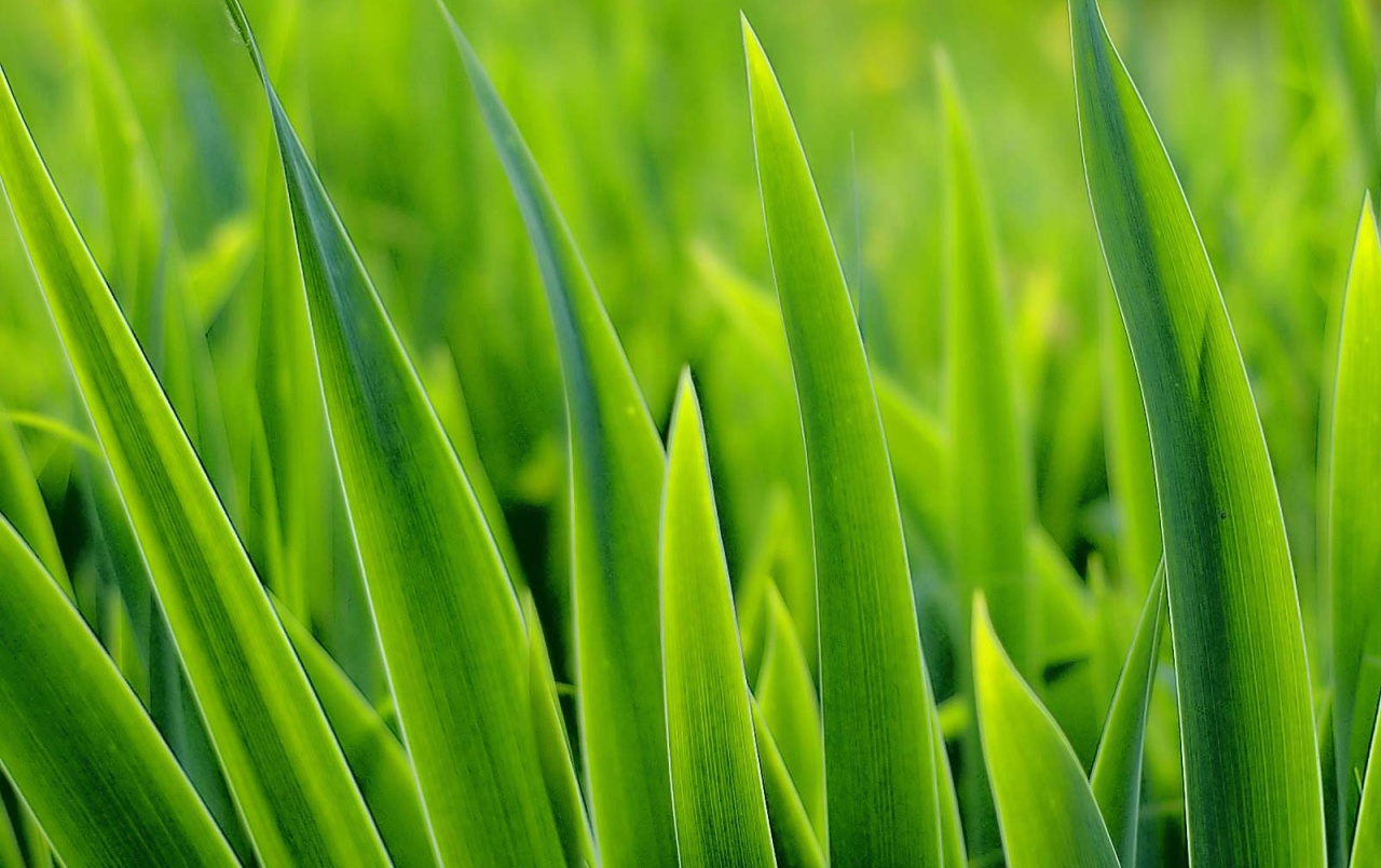 Green Grass Leaves Wallpapers - Big Blades Of Grass , HD Wallpaper & Backgrounds