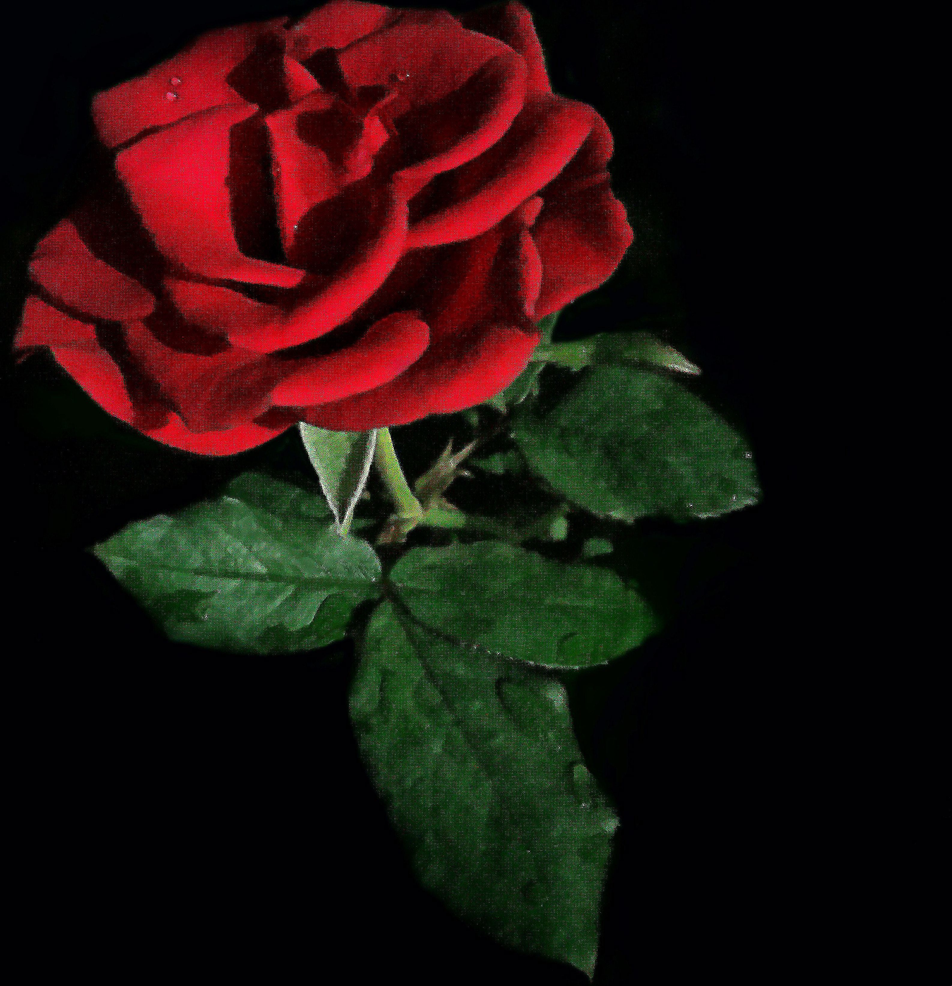 Gambar Bunga Mawar Merah , HD Wallpaper & Backgrounds
