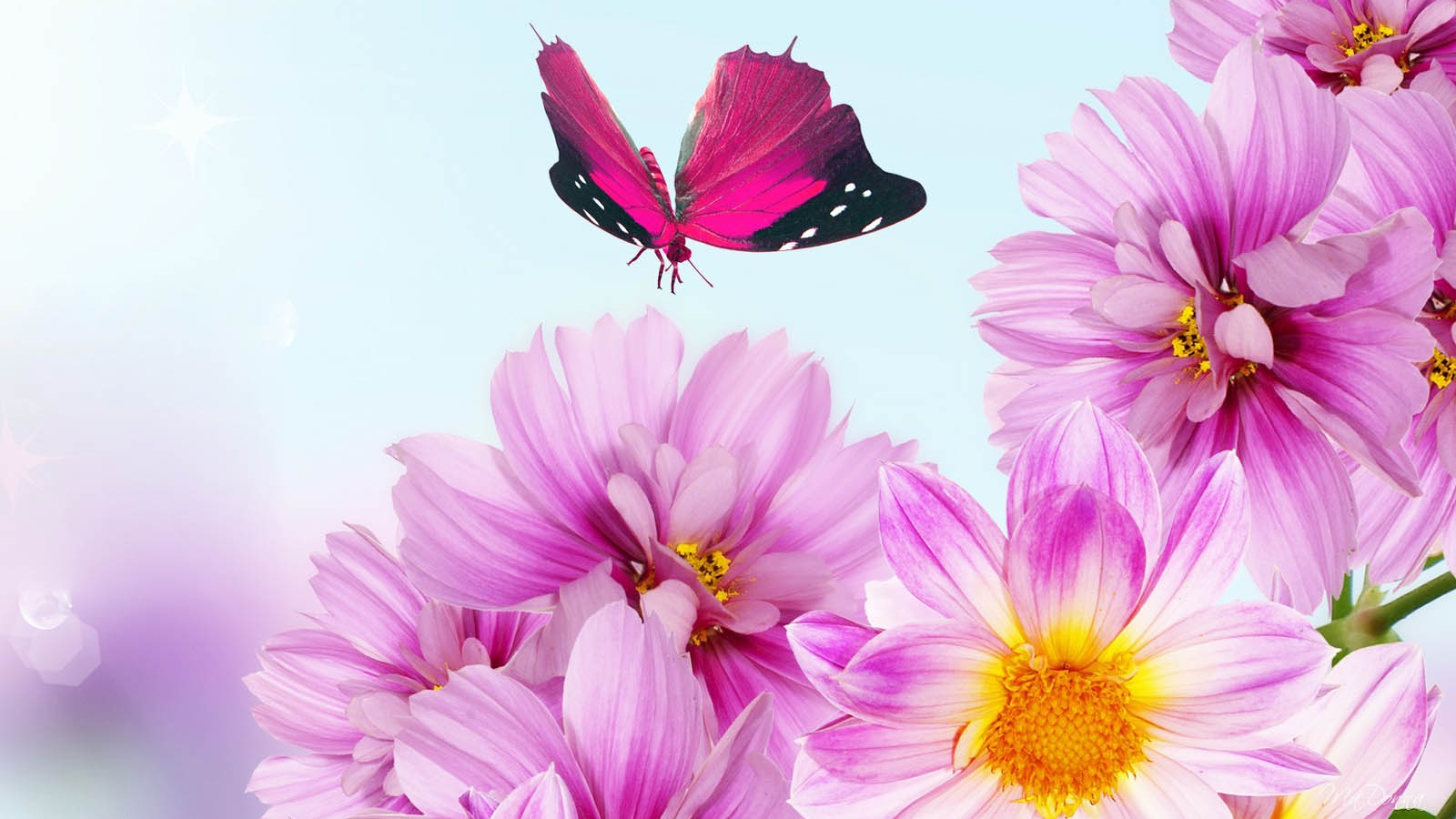 Bunga Pink Bunga Mawar Meah Jambu Pink Flowers Wallppaper - Peony Flower Screen Saver , HD Wallpaper & Backgrounds