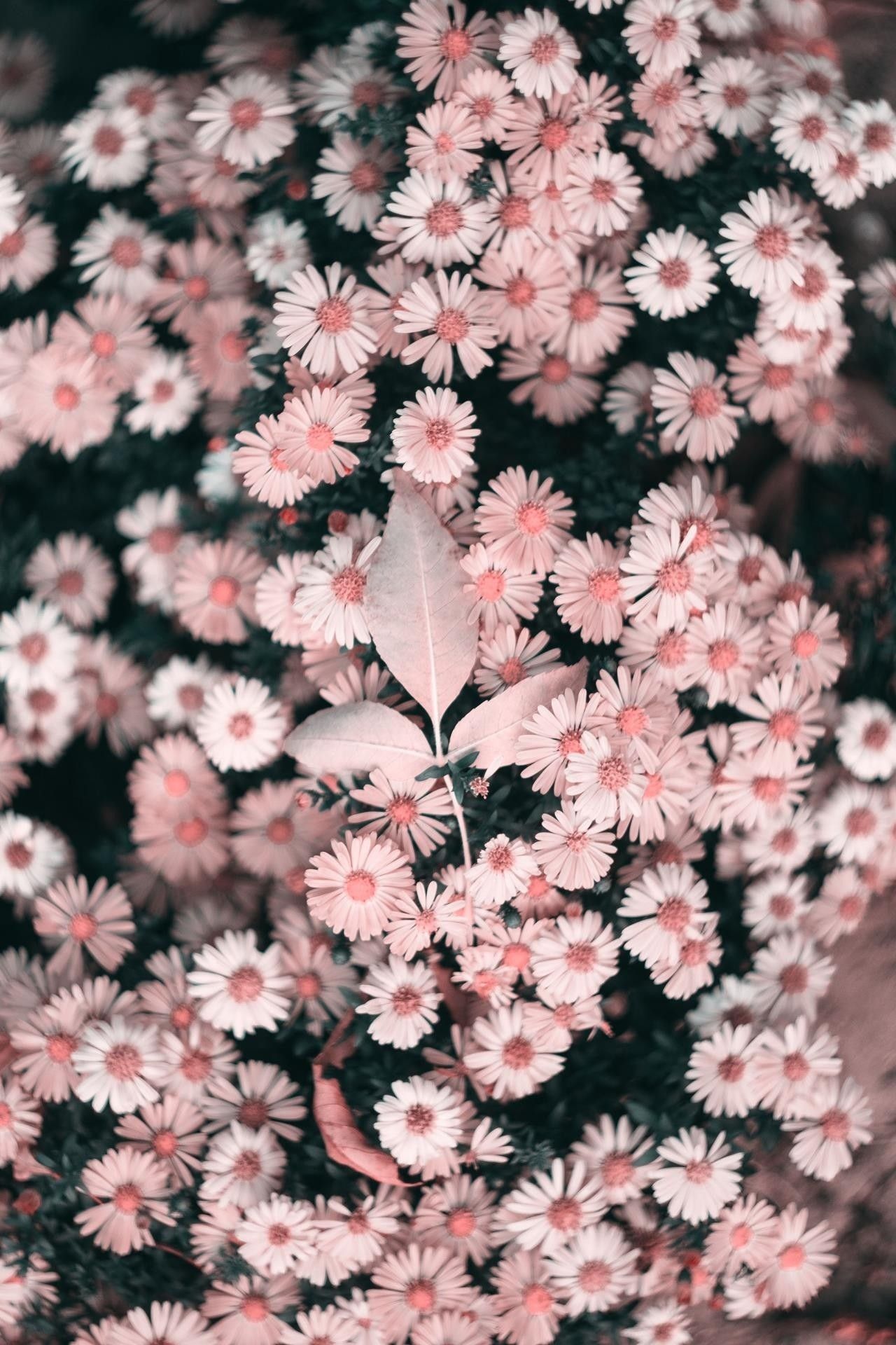 Foto bunga aesthetic