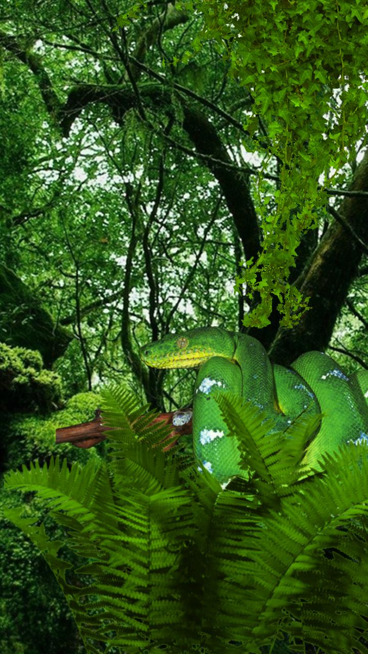 Snake 2 Live Wallpaper - Rainforest Facebook Cover , HD Wallpaper & Backgrounds