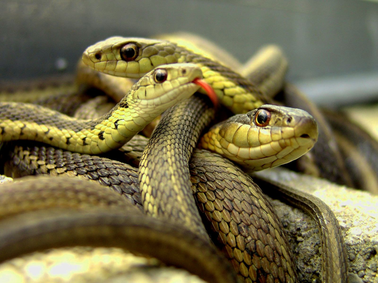 Pile Of Snakes Cartoon , HD Wallpaper & Backgrounds
