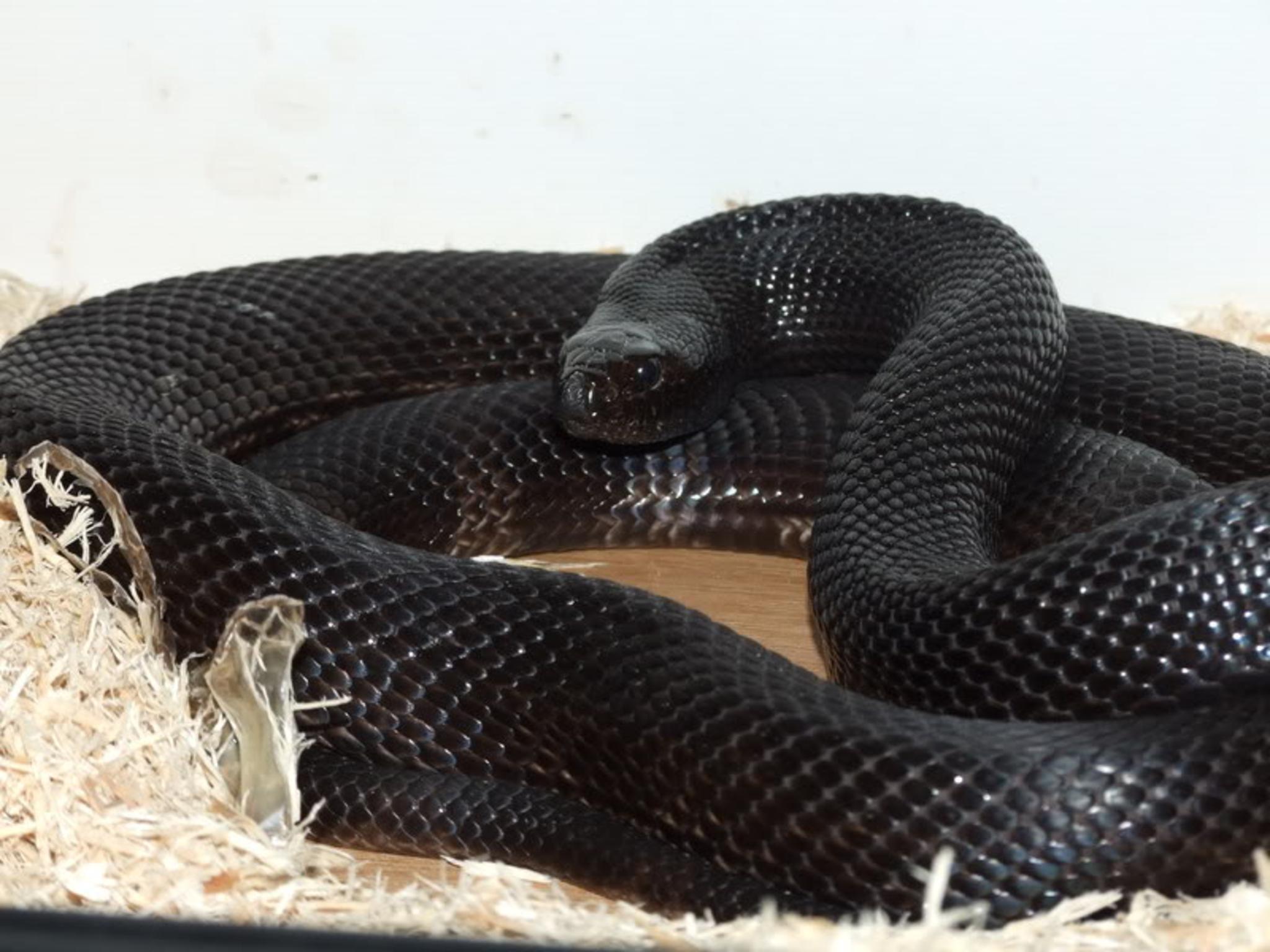 Black Mamba Snake Wallpapers - All Black Python Snake , HD Wallpaper & Backgrounds
