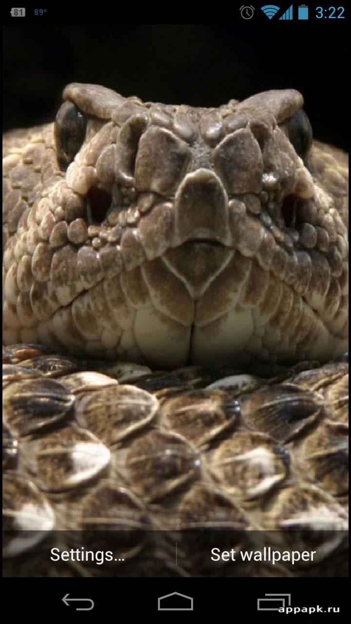 Snake Hd Live Wallpaper Живые Обои С Красивыми Змеями - Western Diamondback Rattlesnake , HD Wallpaper & Backgrounds