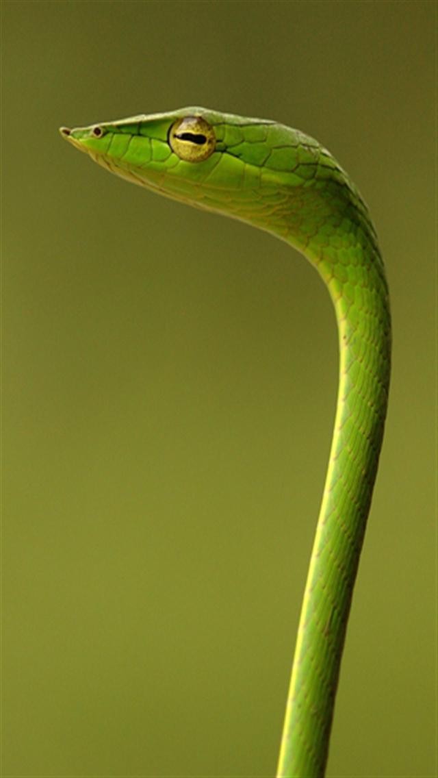 Desktop Images Garden Snakes Download - Green Vine Snake , HD Wallpaper & Backgrounds
