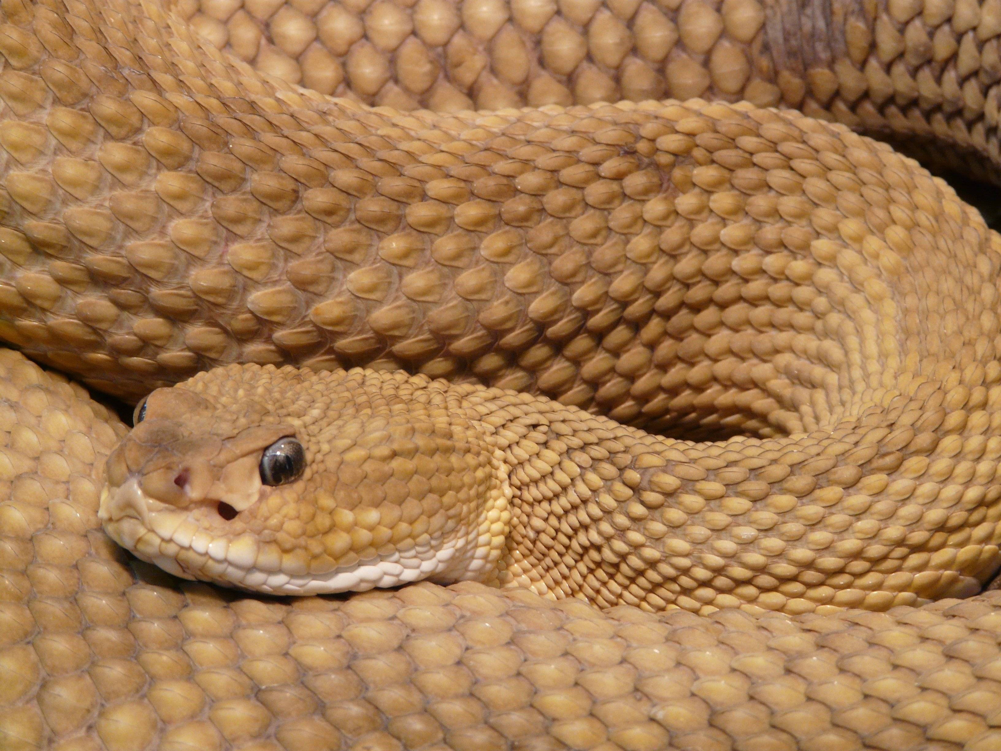 Basilisk Snake Real , HD Wallpaper & Backgrounds