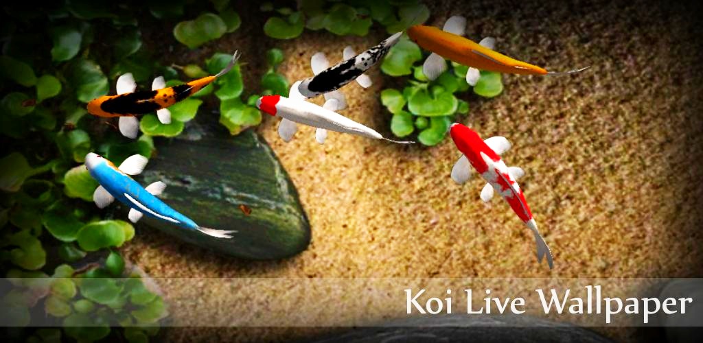 Koi Live Wallpaper Pro Apk , HD Wallpaper & Backgrounds