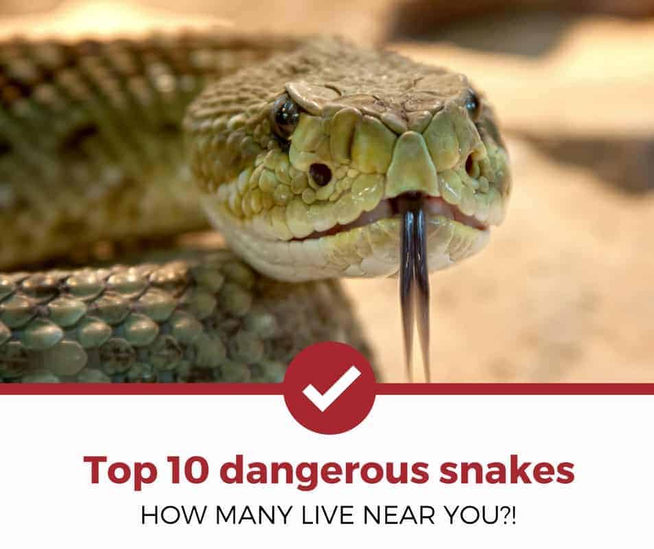 Top 10 Dangerous Snakes - Top 10 Dangerous Snake , HD Wallpaper & Backgrounds