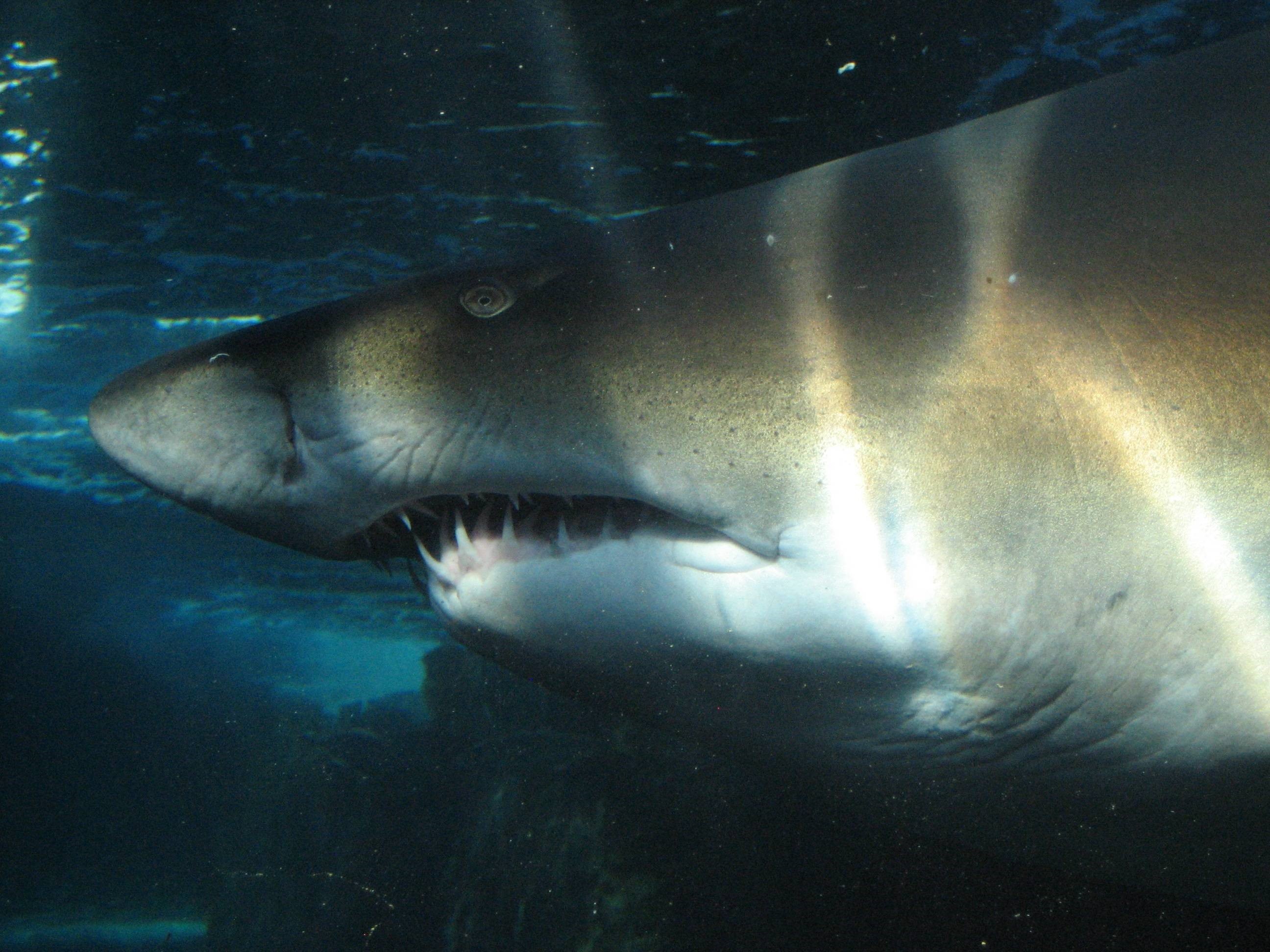 Great White Shark In Deep Ocean , HD Wallpaper & Backgrounds
