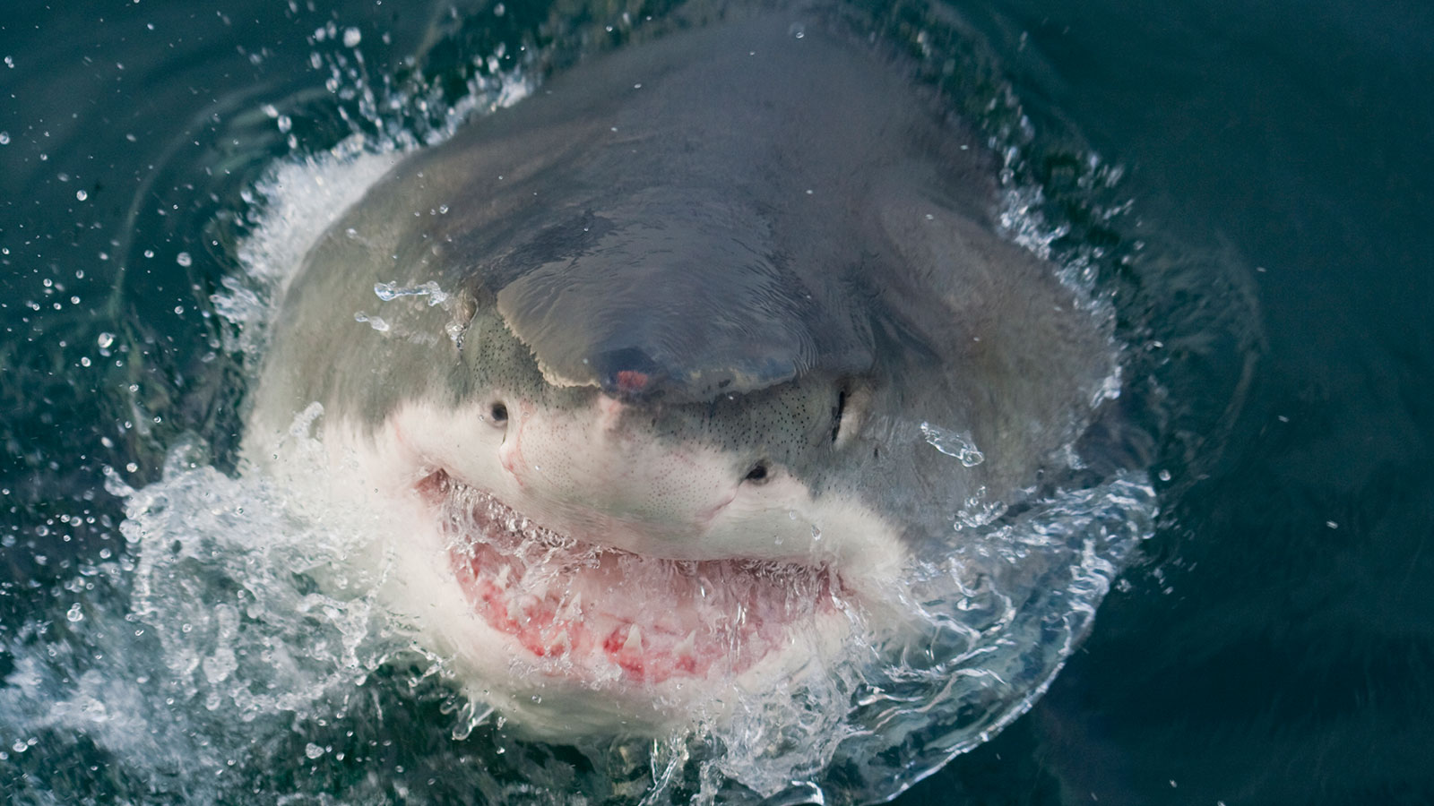 Great White Shark With Open Jaw - Myrtle Beach Shark Attacks , HD Wallpaper & Backgrounds