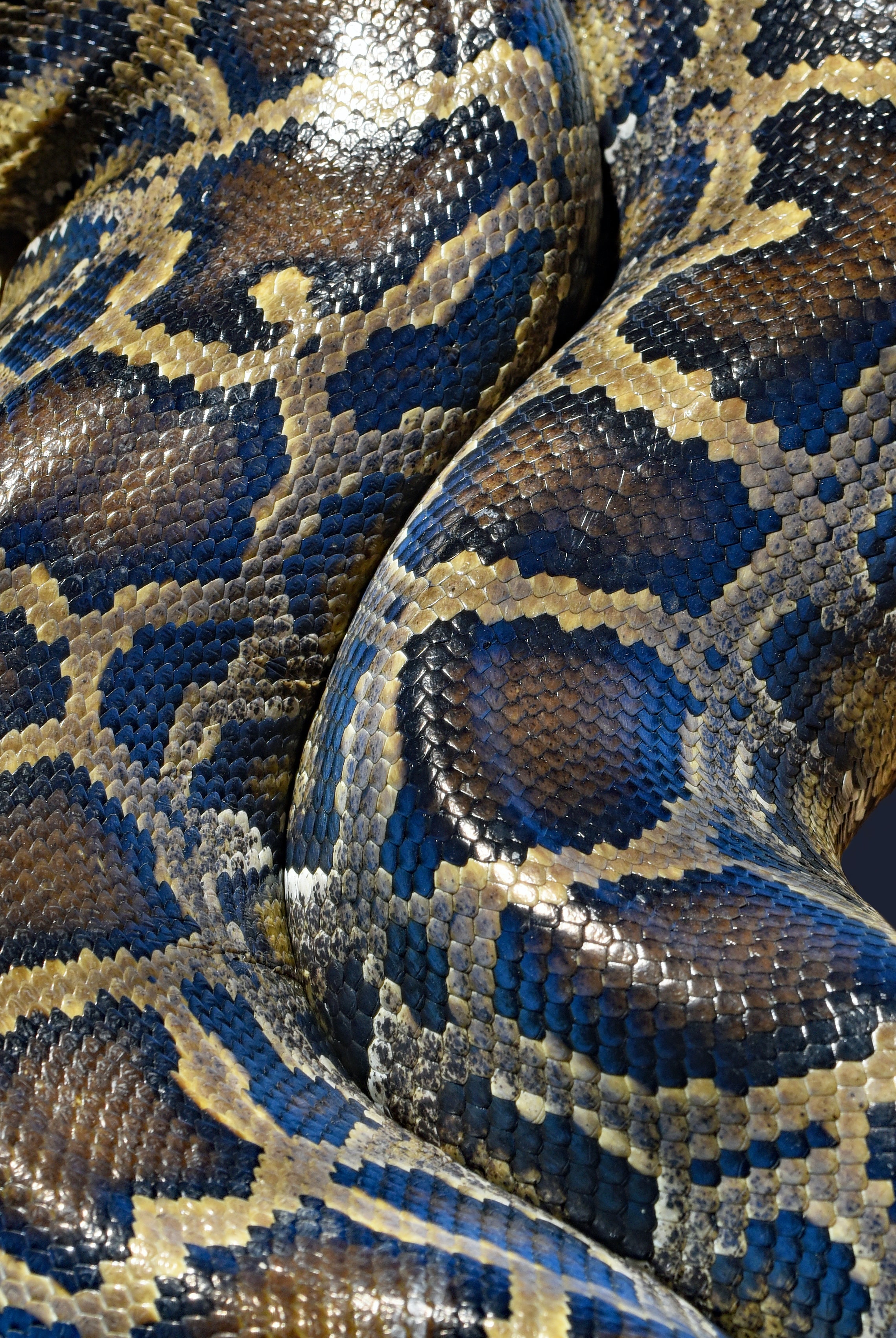 Backgrounds Snake Python , HD Wallpaper & Backgrounds