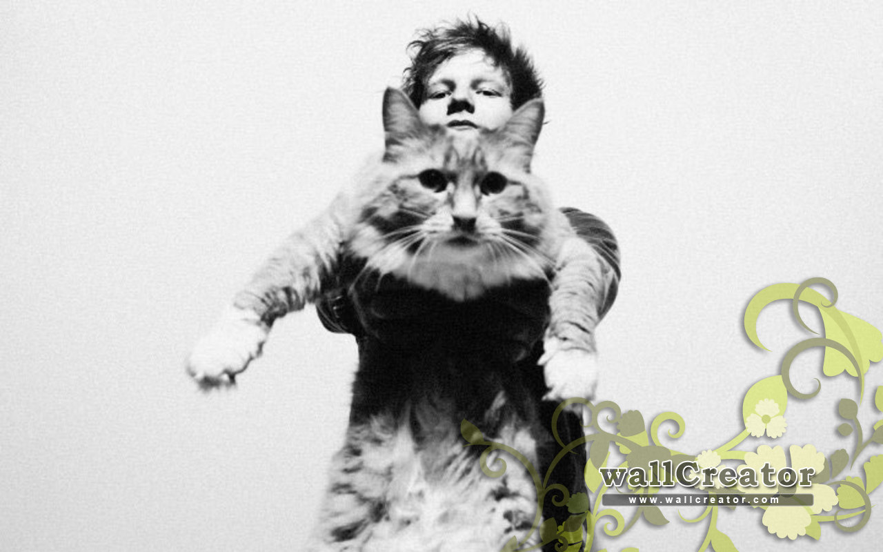 Ed Sheeran Cat - Ed Sheeran Cat Poster , HD Wallpaper & Backgrounds
