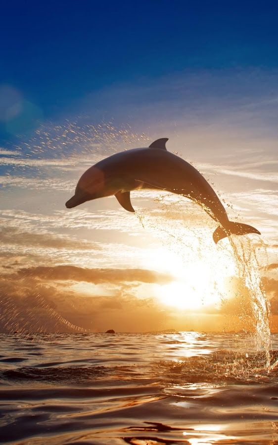 Dolphins Beautiful , HD Wallpaper & Backgrounds