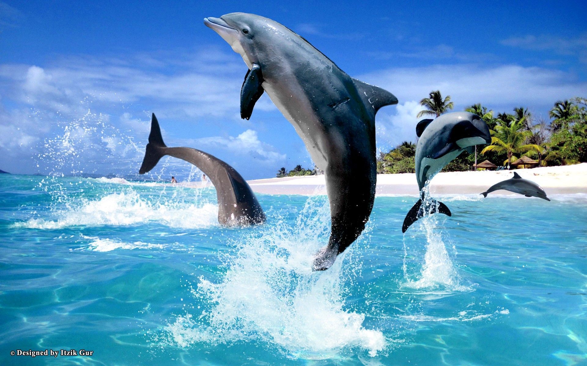 Dolphin Beach Wallpaper - Dolphins Hd , HD Wallpaper & Backgrounds