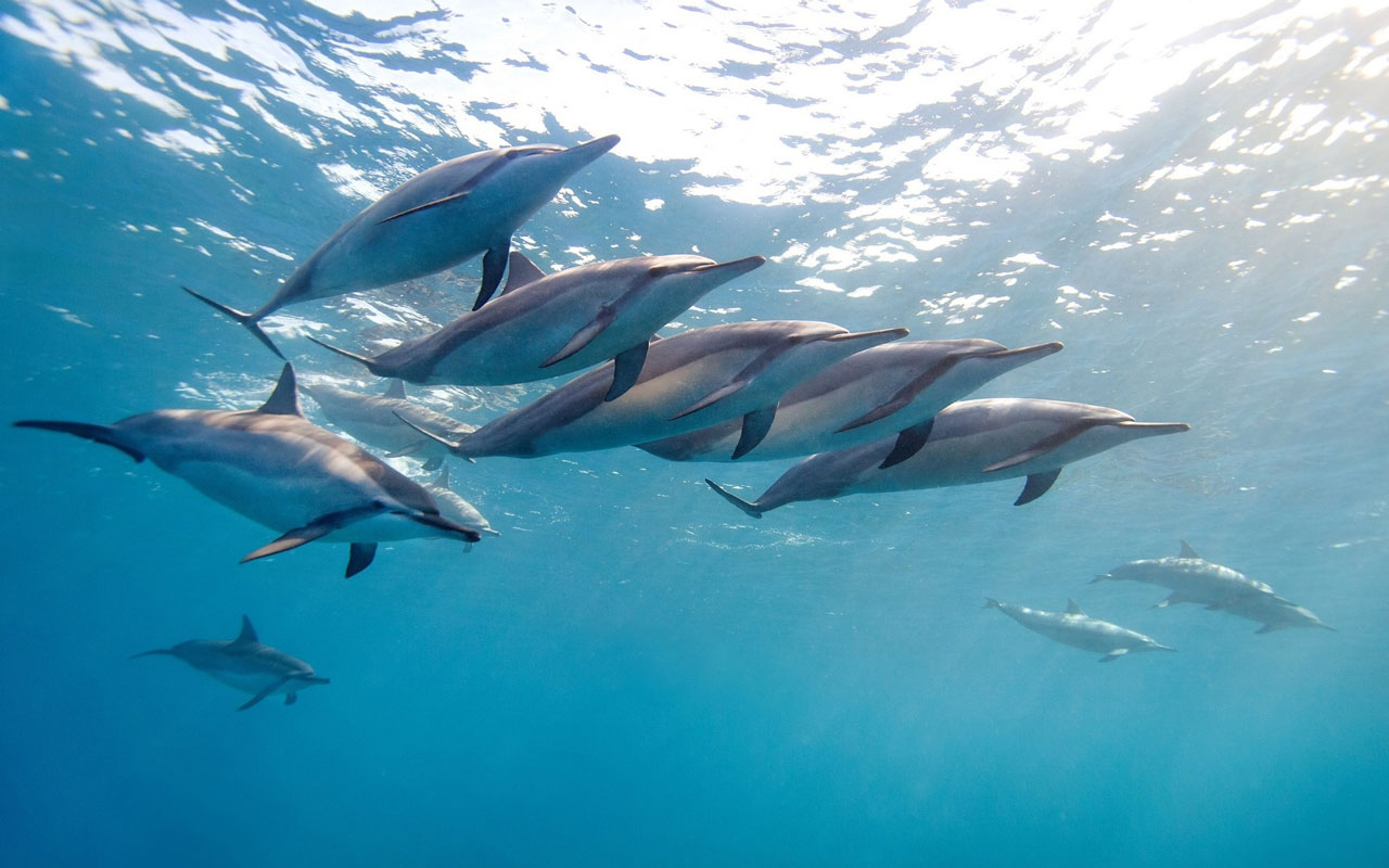Group Of Dolphins , HD Wallpaper & Backgrounds