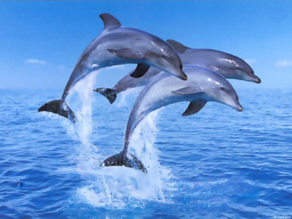 Jumping Dolphin , HD Wallpaper & Backgrounds