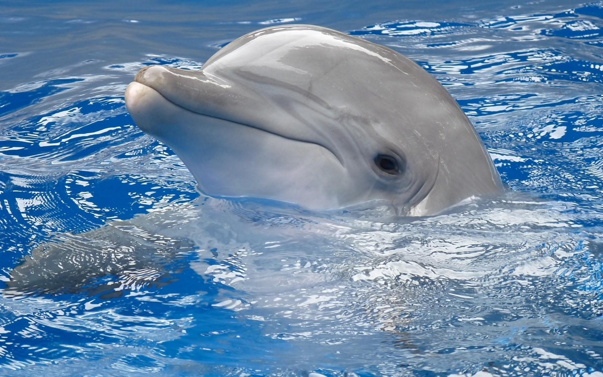 Dolphin Wallpapers Free 39 Group Wallpapers - Dolphin Hd , HD Wallpaper & Backgrounds
