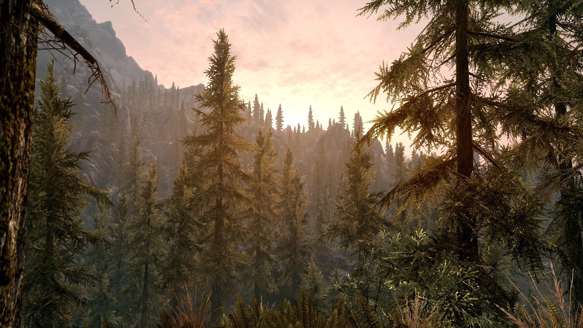 Landscapes The Elder Scrolls V - Spruce-fir Forest , HD Wallpaper & Backgrounds