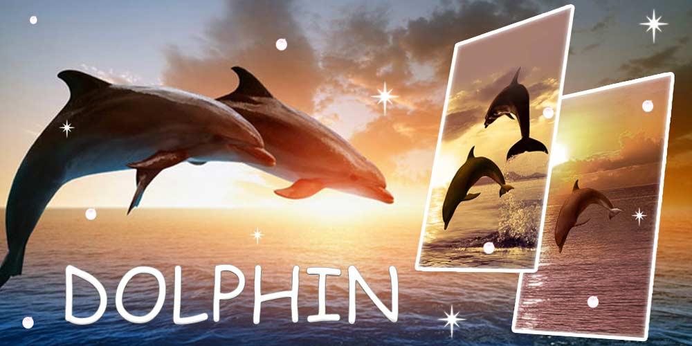 Delphin Bilder , HD Wallpaper & Backgrounds