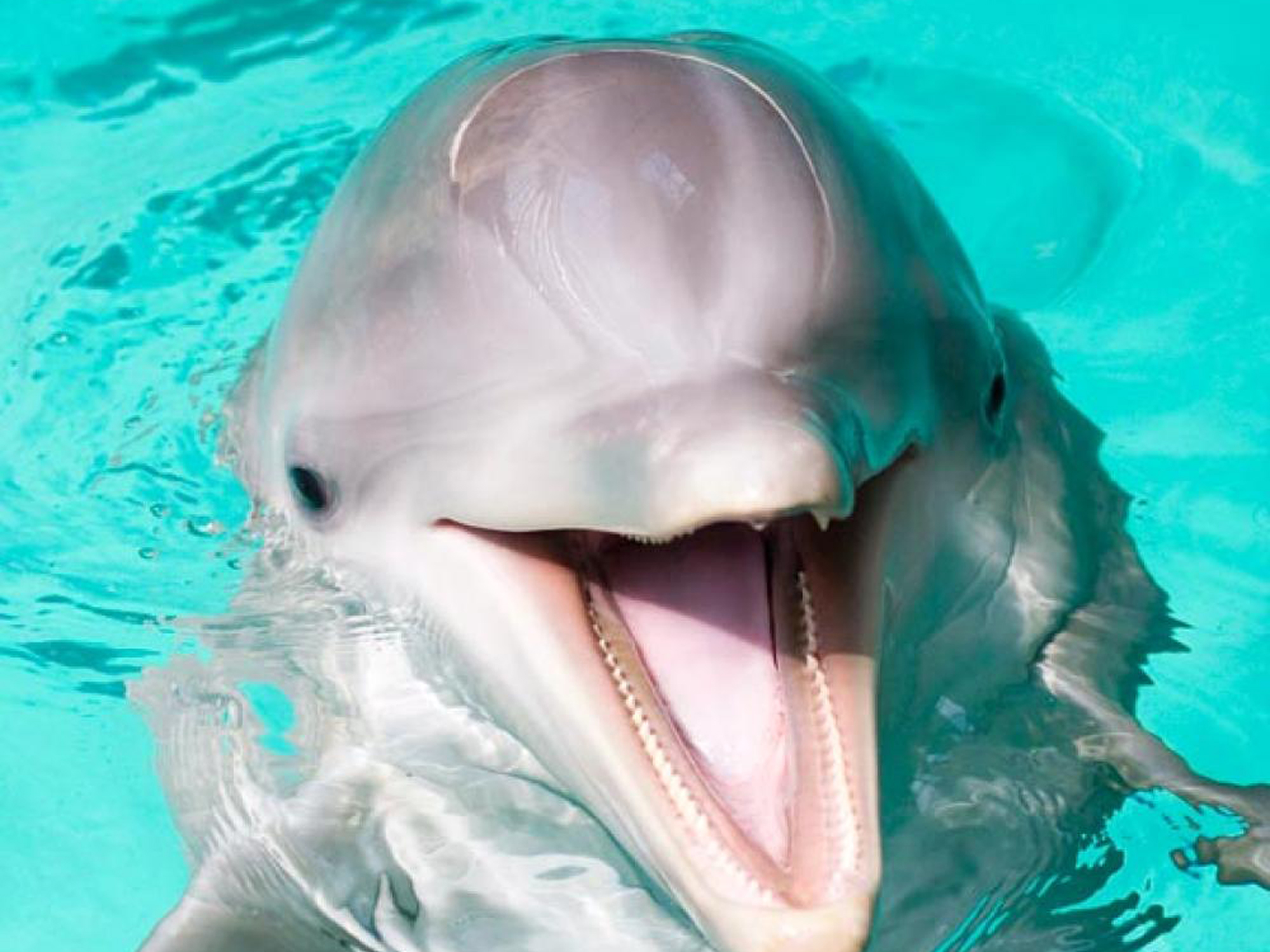 Dolphin Smiling , HD Wallpaper & Backgrounds