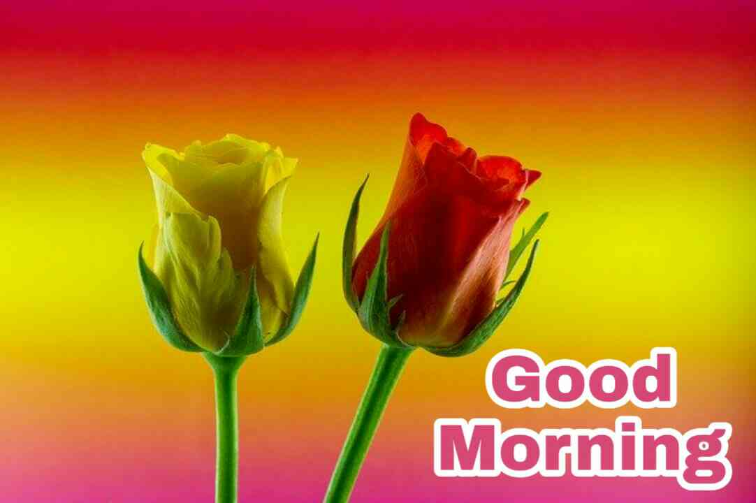 Good Morning Ka Photo Chahiye - Garden Roses , HD Wallpaper & Backgrounds