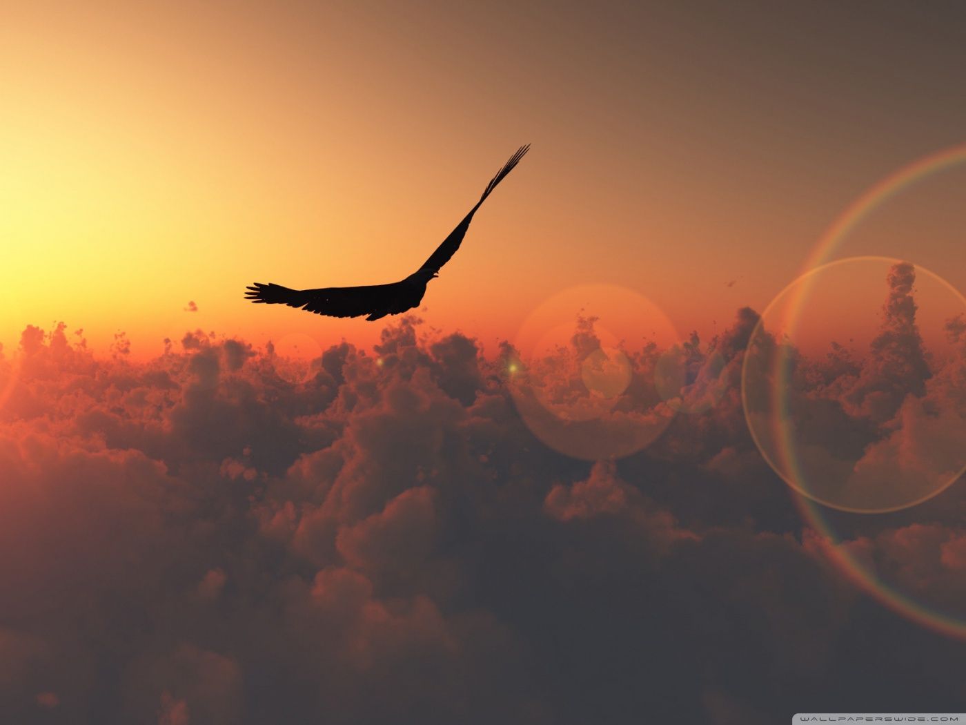 Eagle Flying In The Sky Ultra Hd Desktop Background - Fly Wallpaper Hd , HD Wallpaper & Backgrounds