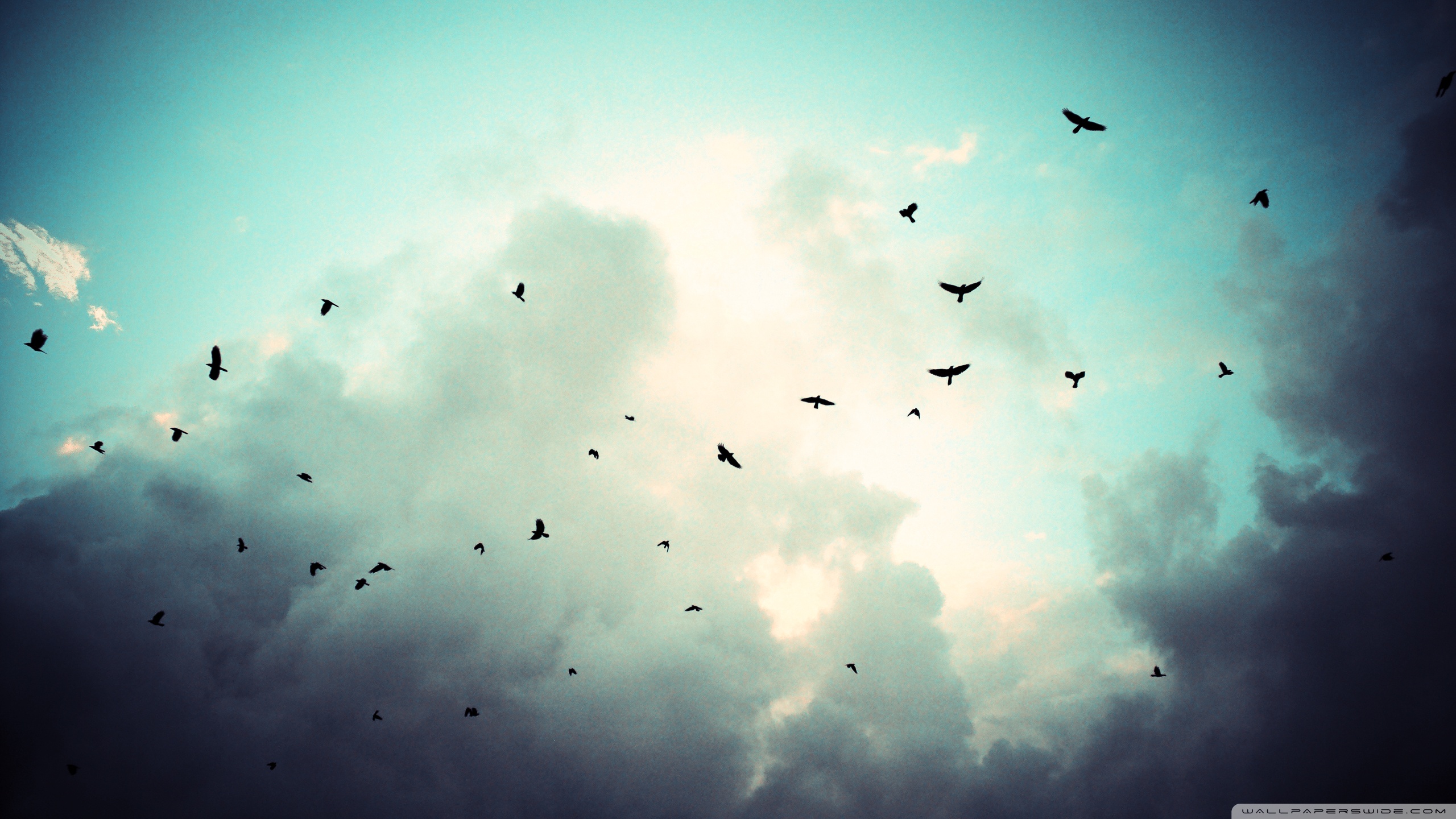 Fly Wallpapers High Resolution Z77pwz6 4usky - Birds Flying , HD Wallpaper & Backgrounds