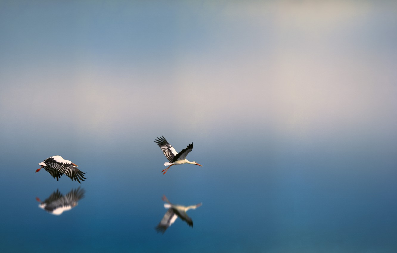 Photo Wallpaper Water, Nature, Reflection, Bird, Flight, - Bird Flying Over Water , HD Wallpaper & Backgrounds