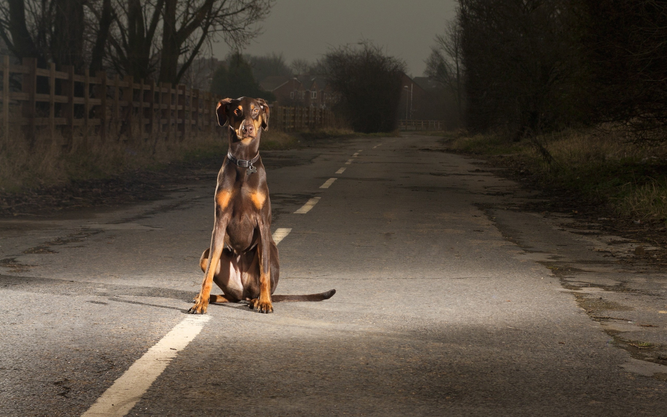 Guard Dog At Night , HD Wallpaper & Backgrounds