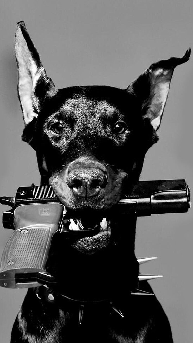 Doberman With Gun , HD Wallpaper & Backgrounds