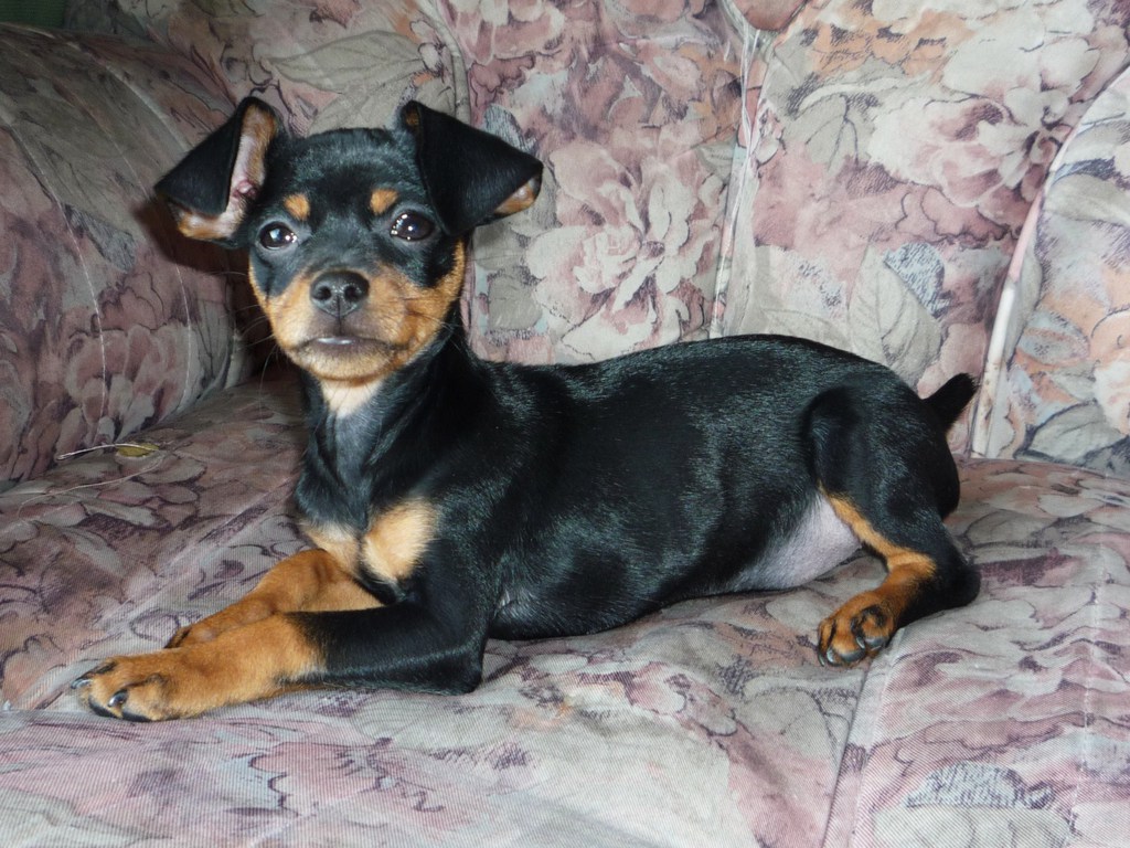 Doberman Pinscher Puppy Wallpaper - Doberman Pinscher Mixed With Chihuahua , HD Wallpaper & Backgrounds