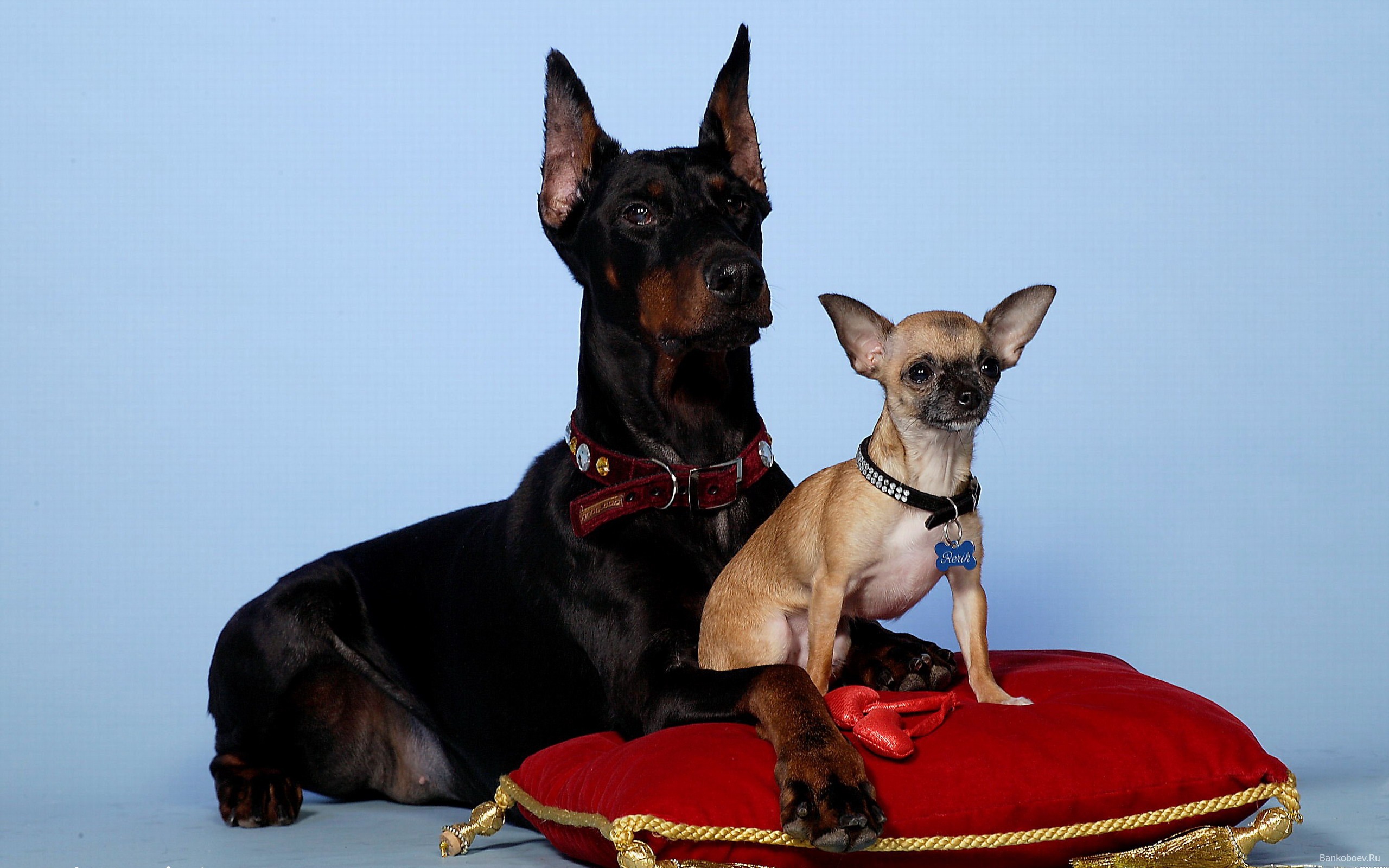 Chihuahua And Doberman - Doberman Next To Chihuahua , HD Wallpaper & Backgrounds