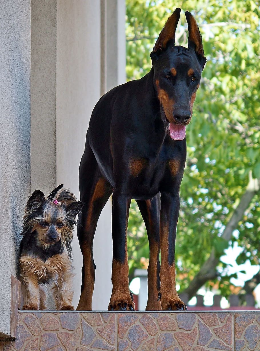 Doberman, Yorkie, Dogs, Love, Friendship, Pets, Domestic, - Doberman And Yorkie , HD Wallpaper & Backgrounds