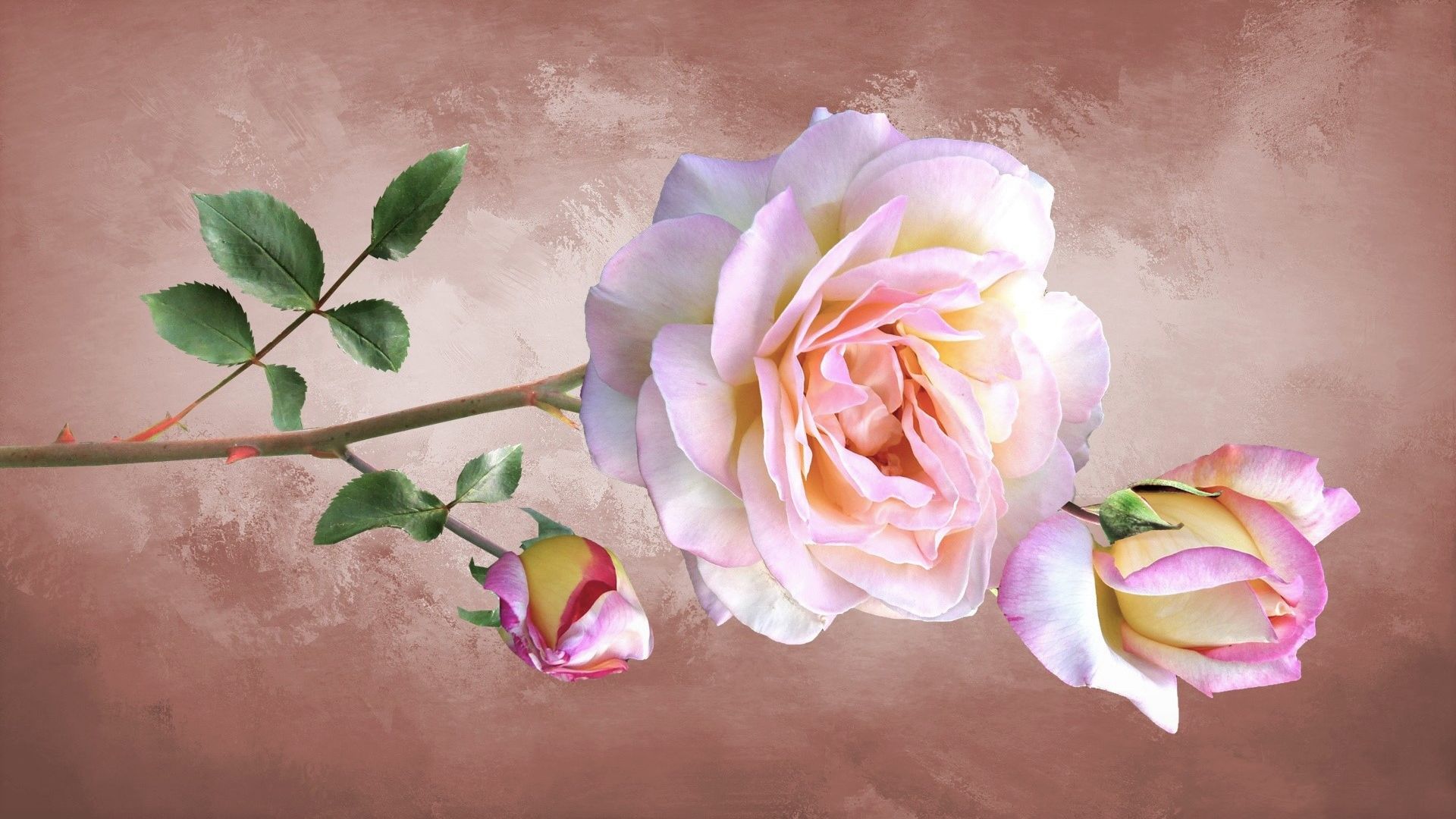 Rose Hd Wallpaper Download , HD Wallpaper & Backgrounds