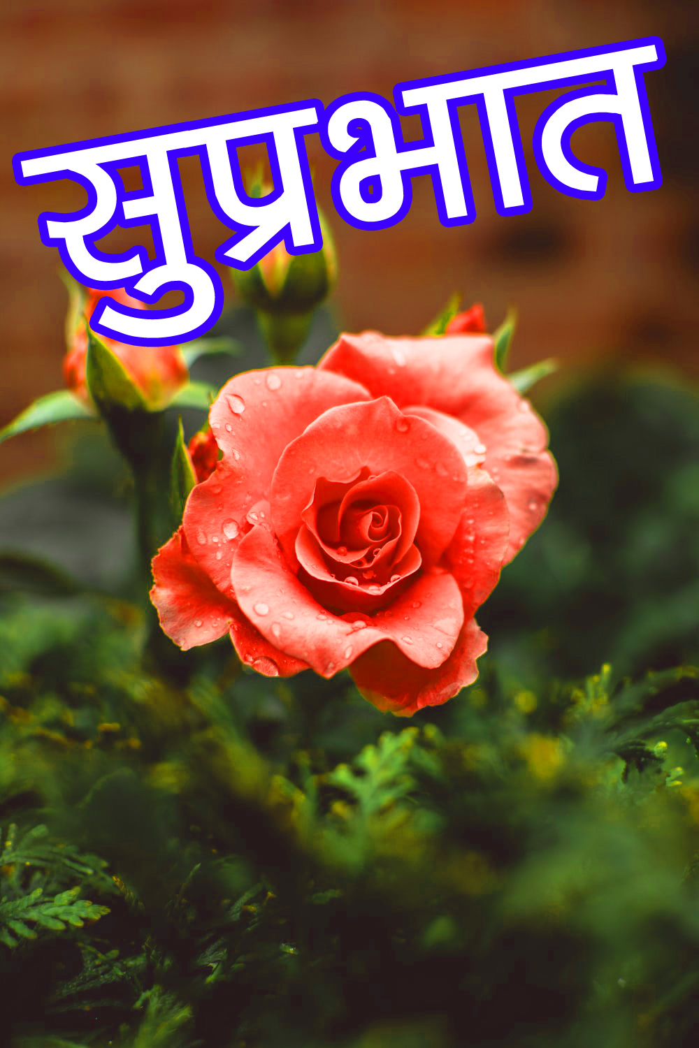 Flower Good Morning Images Wallpaper Download - Whatsapp Dp , HD Wallpaper & Backgrounds