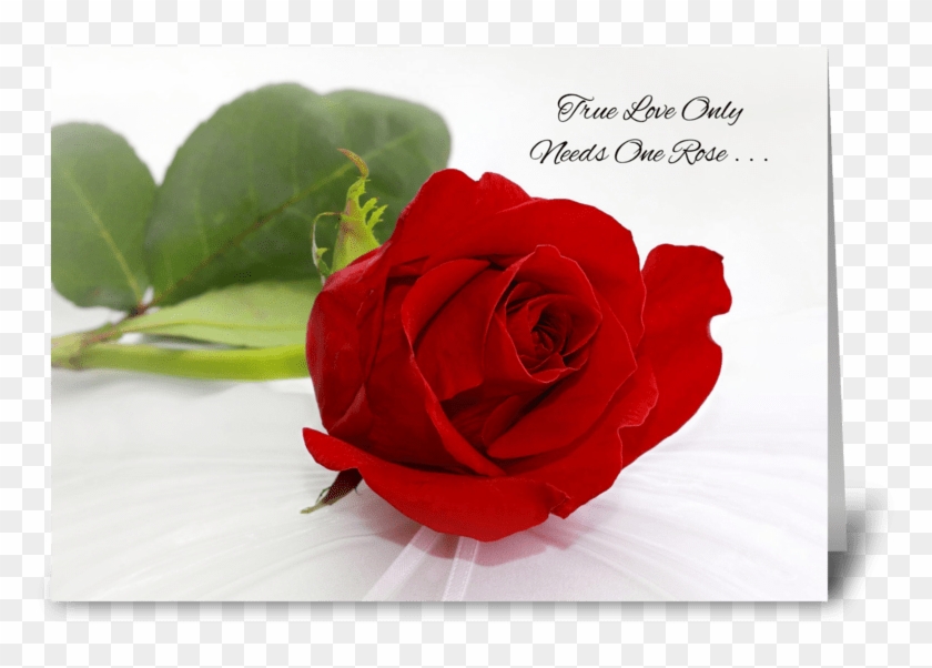 Red Rose Greeting Cards Romantic Red Rose I Love You - Love Rose Image Download , HD Wallpaper & Backgrounds