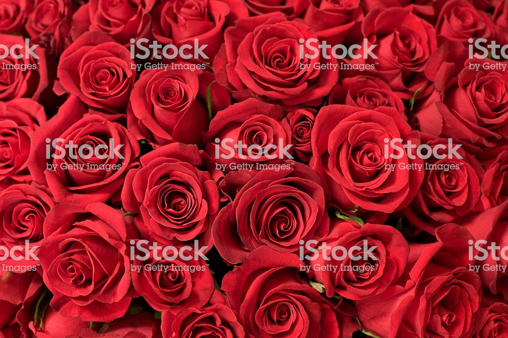 Background Red Roses , HD Wallpaper & Backgrounds