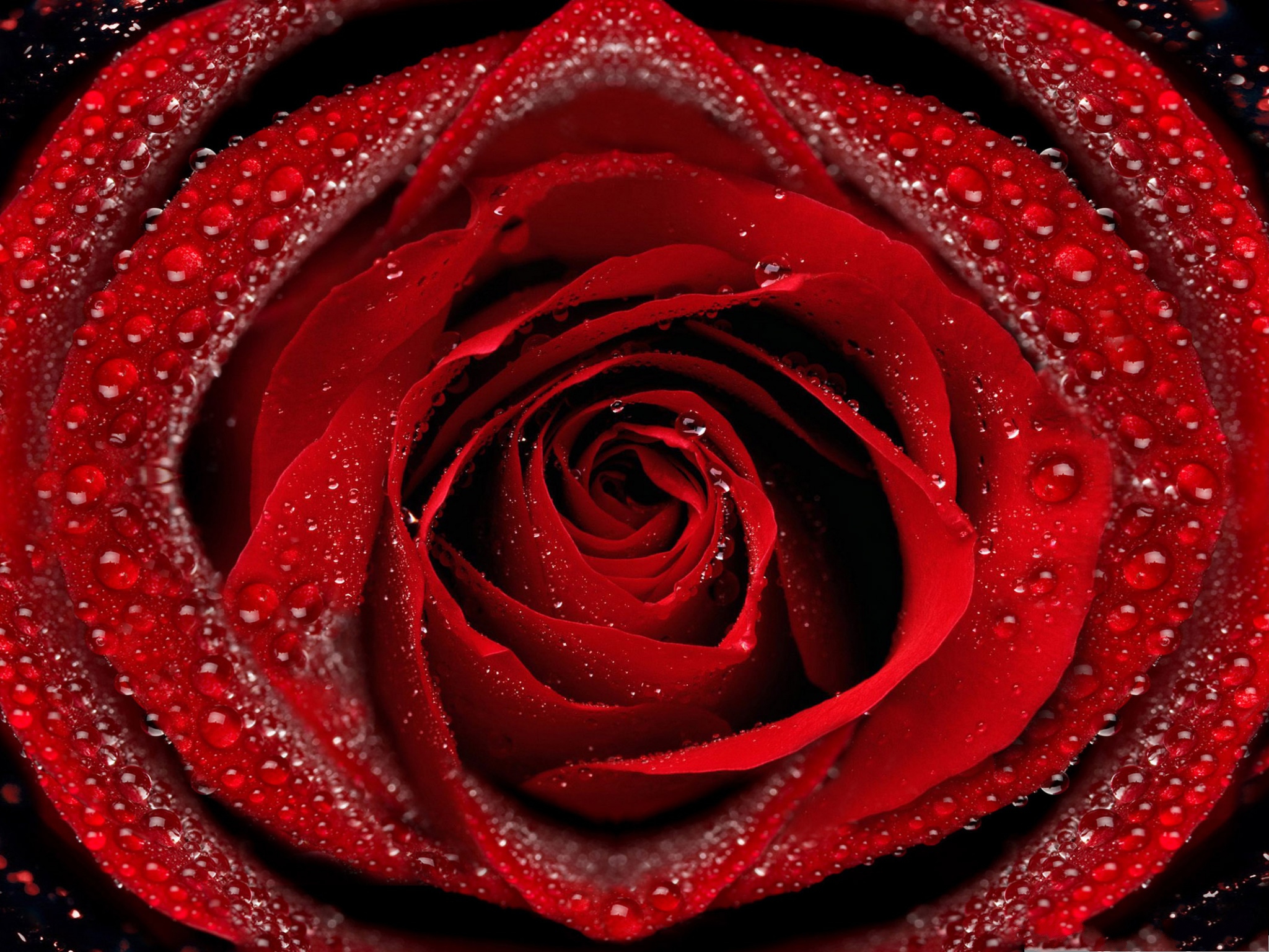 Click To Free Download The Wallpaper Free Wallpaper - Red Rose Hd Wallpaper For Galaxy J7 , HD Wallpaper & Backgrounds