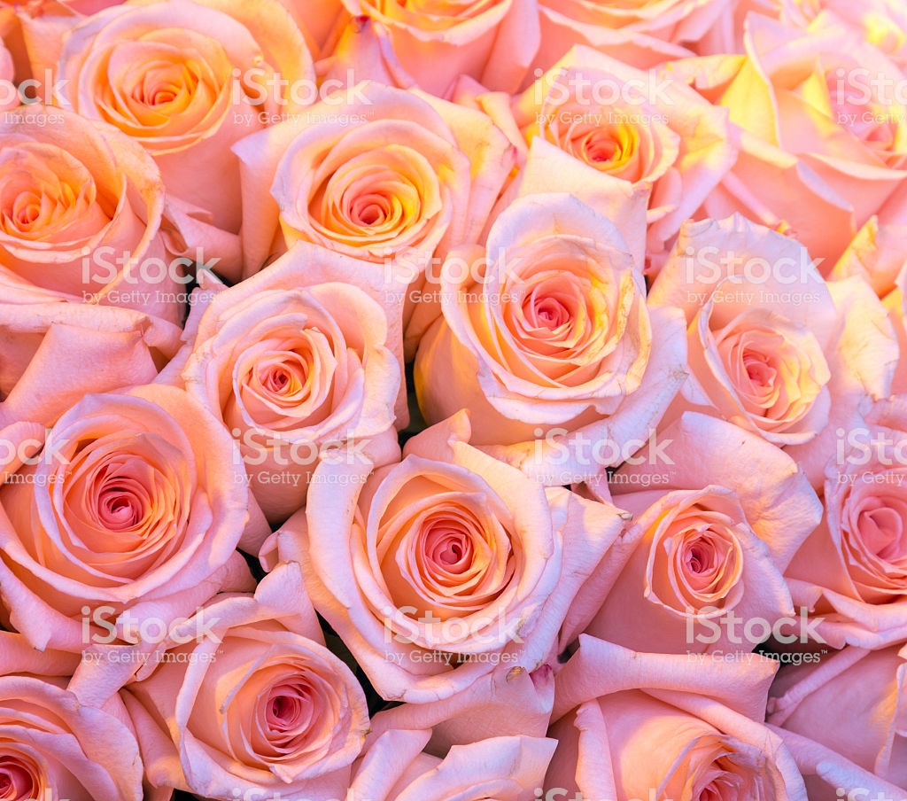 Pink Roses Wallpaper - Garden Roses , HD Wallpaper & Backgrounds