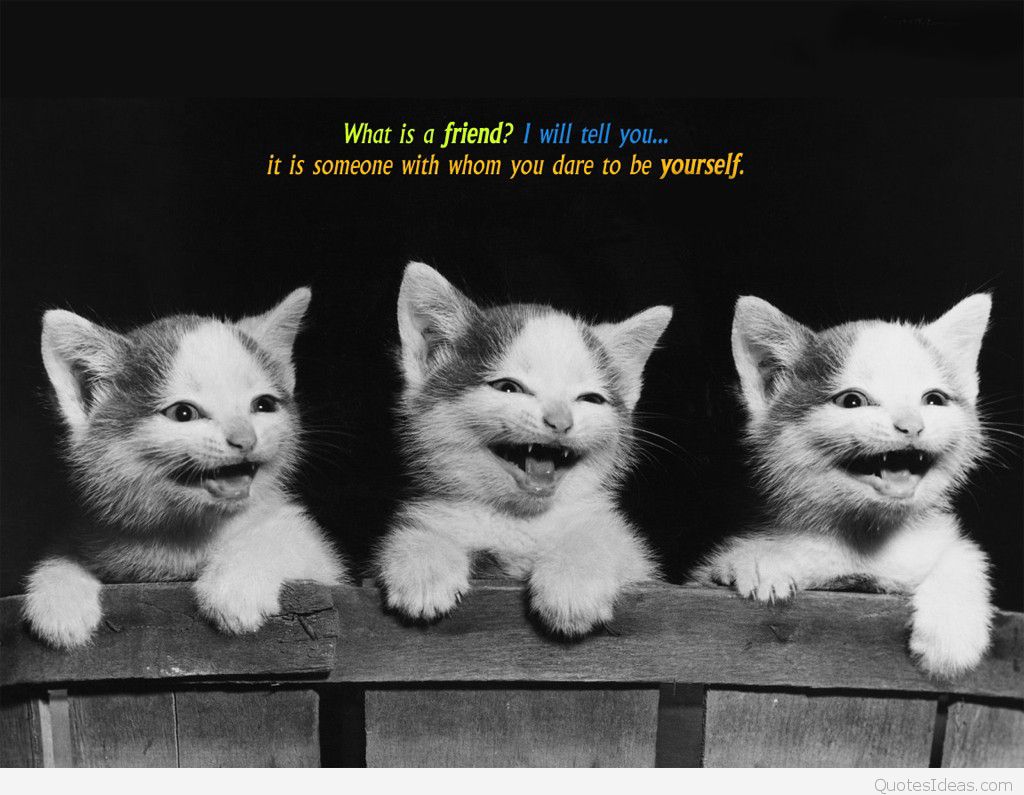 Funny Friends Wallpaper - Funny Friendship Quotes In English , HD Wallpaper & Backgrounds