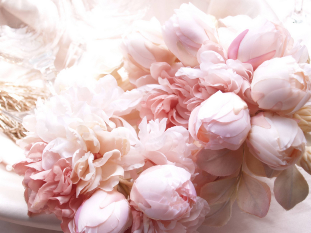Peony Wallpaper Gallery - White High Resolution Peony , HD Wallpaper & Backgrounds
