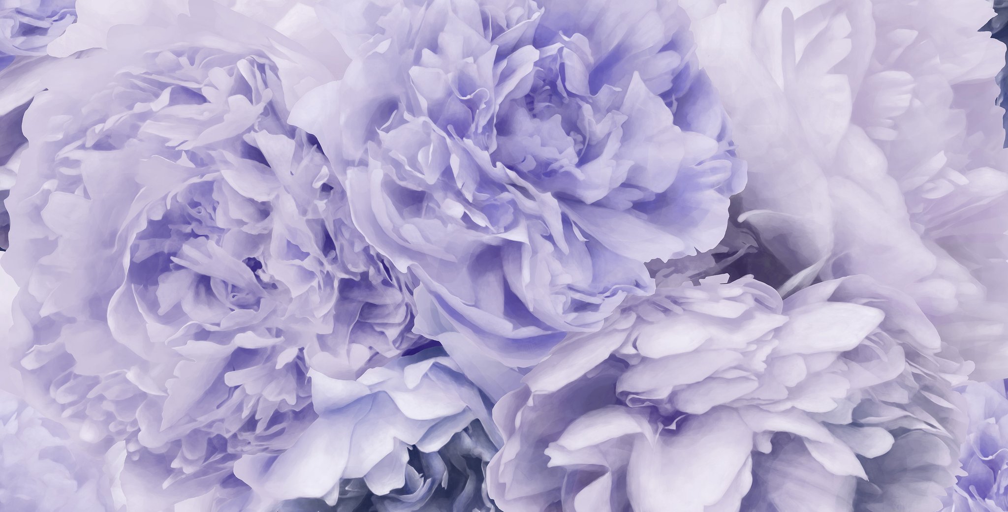 Peony Wallpaper Purple (#3010882) - HD Wallpaper & Backgrounds Download