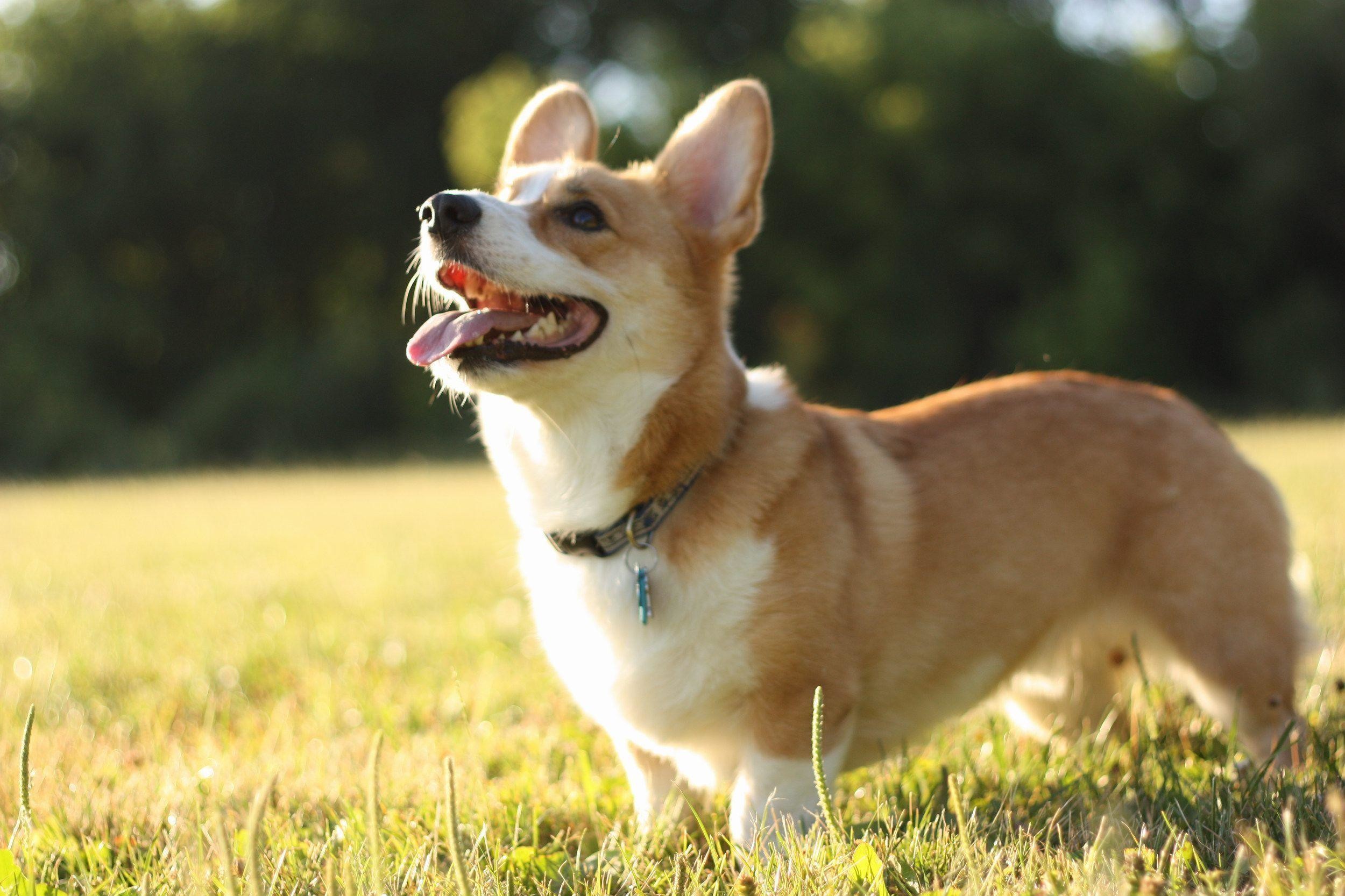 2500x1666, Pembroke Welsh Corgi Desktop Wallpapers - Welsh Corgi Wallpaper Hd , HD Wallpaper & Backgrounds