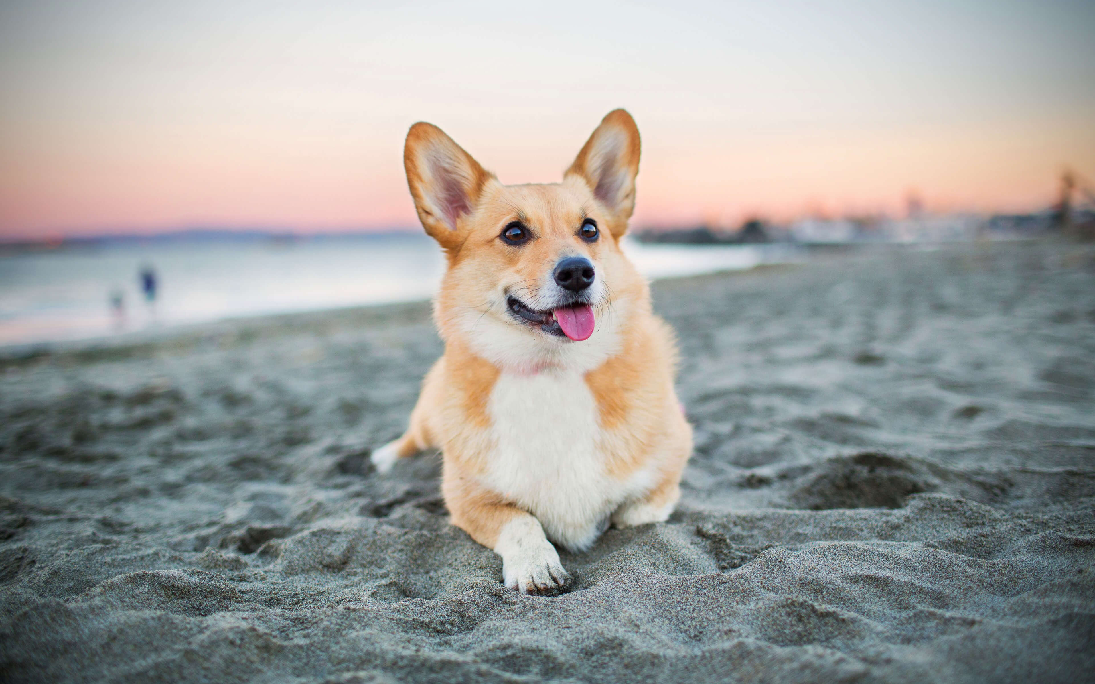 Corgi Beach Wallpaper - Medium Dog Breeds , HD Wallpaper & Backgrounds