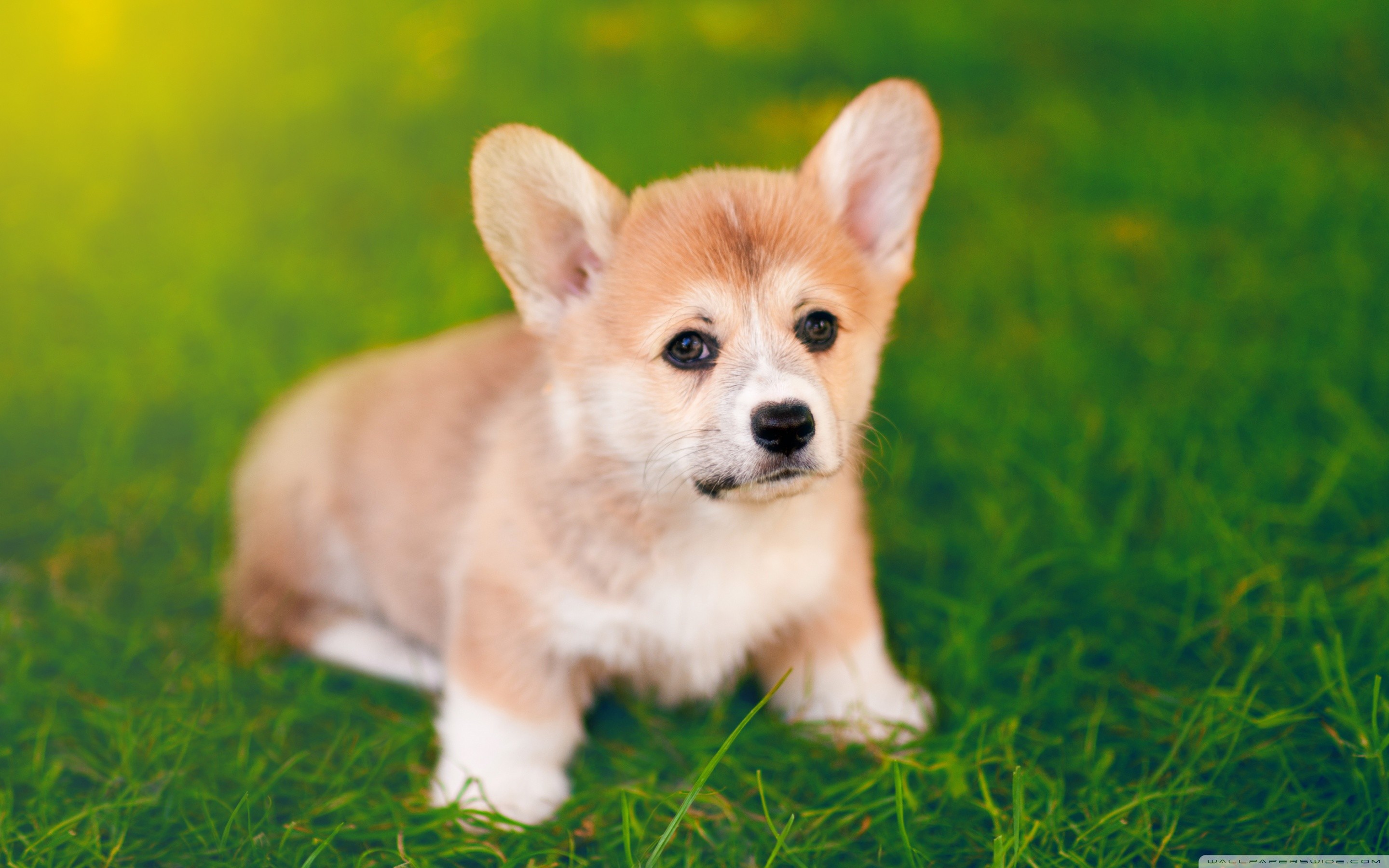 Corgi Iphone Wallpaper - Cute Puppy Cute Pembroke Welsh Corgi , HD Wallpaper & Backgrounds