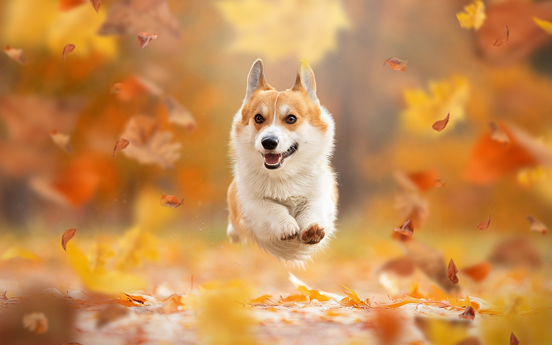 Flying Corgi, Autumn, Pets, Welsh Corgi, Dogs, Bokeh, - Corgi Background , HD Wallpaper & Backgrounds