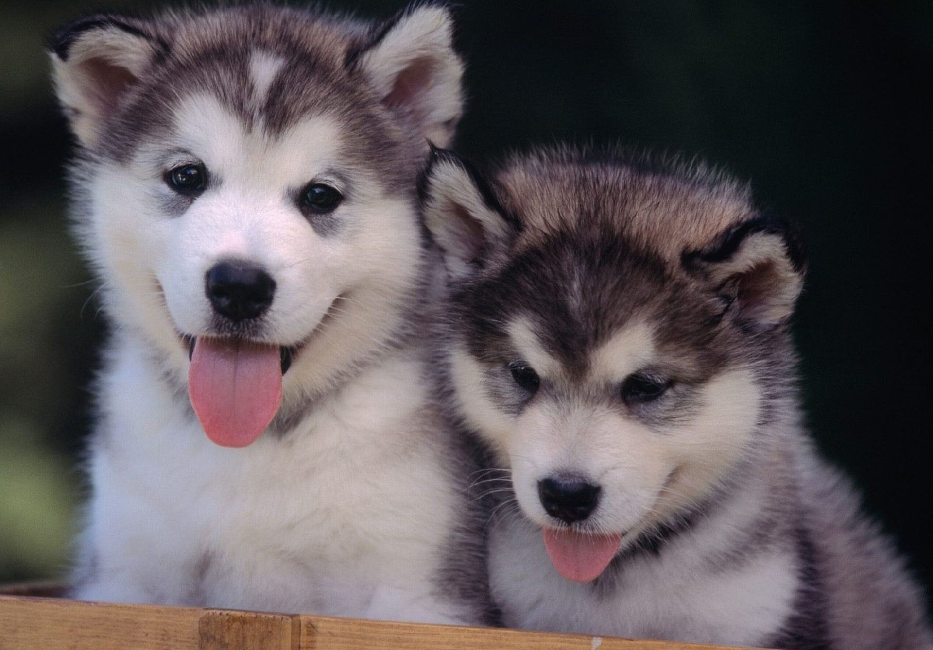 Husky Puppy Wallpaper Hd , HD Wallpaper & Backgrounds