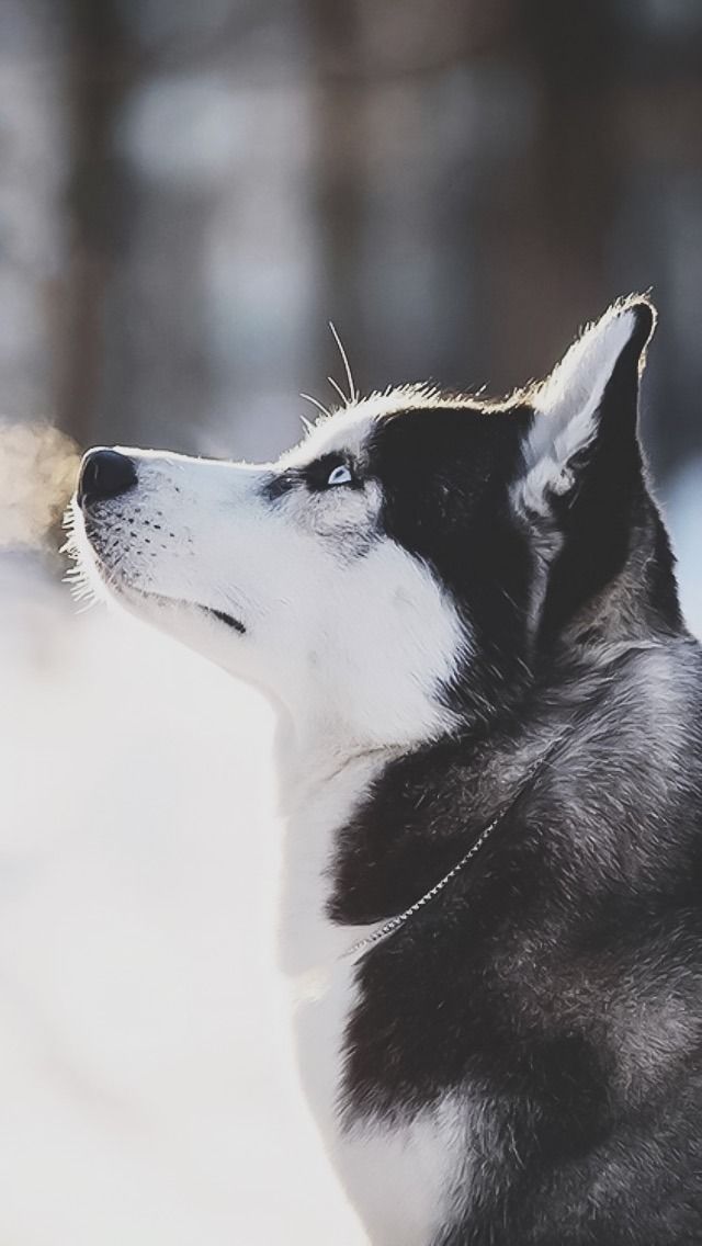 Husky Dog , HD Wallpaper & Backgrounds