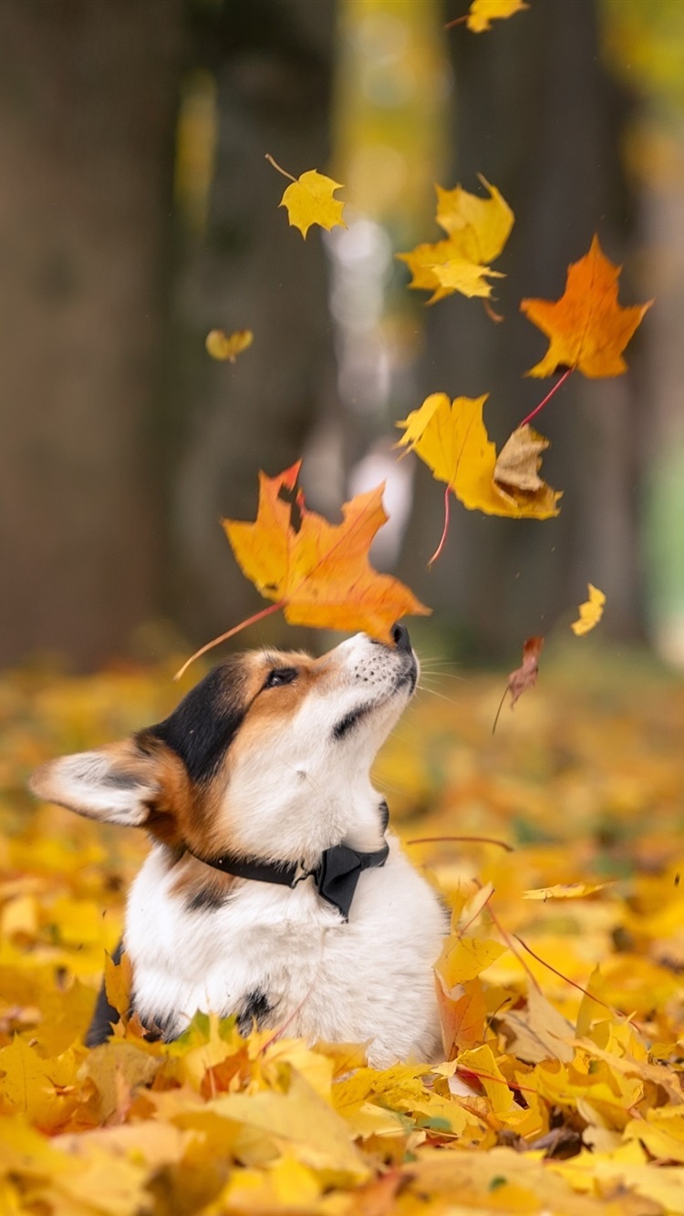 Iphone Wallpaper Corgi In Autumn, Dog, Yellow Maple - Corgi Desktop Wallpaper Hd , HD Wallpaper & Backgrounds